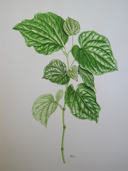 How to drink kava: what to expect