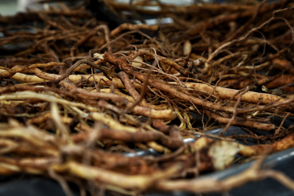 Strong kava: what makes it potent
