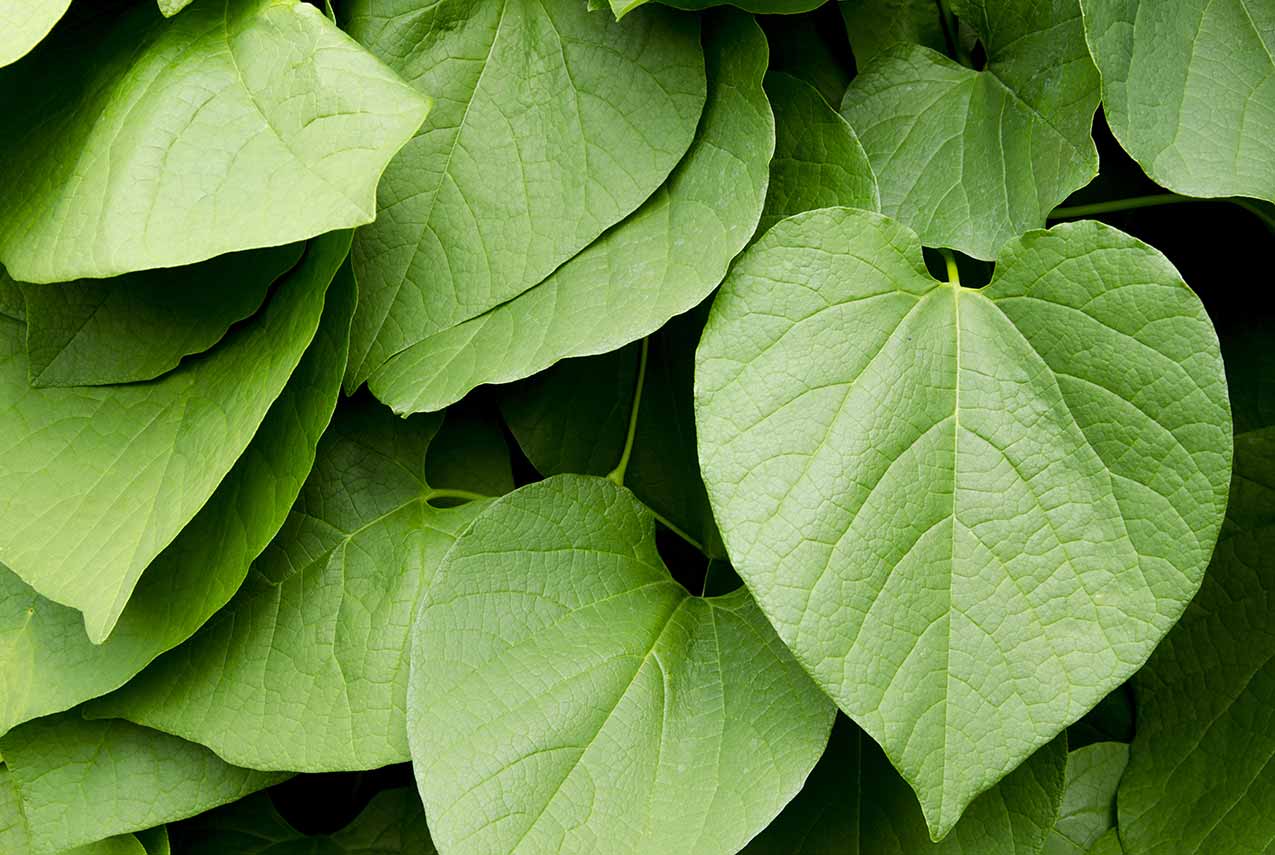Kava Leaves